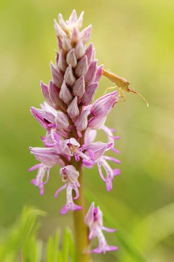 Helm-Knabenkraut (© Malec / Naturpark Steigerwald)