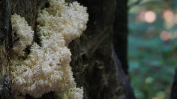 Der seltene Ästige Stachelbart (Hericium coralloides)