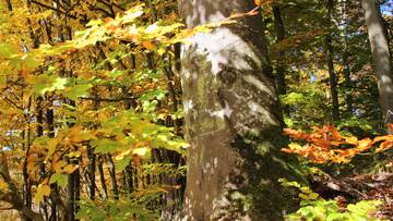 Im Herbst macht bunt gefärbtes Buchenlaub einen Besuch im Steigerwald zu einem besonderen Erlebnis (© Naturpark Steigerwald)