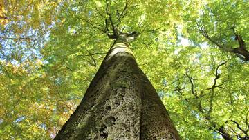 Stattliches Exemplar: Rotbuche im Steigerwald (© Naturpark Steigerwald)
